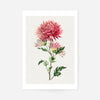 Hand drawn pink Chrysanthemum Illustration