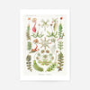 Hepaticae–Lebermoose Liverworts by Ernst Haeckel Print