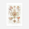Jellyfish Trachomedusae Vintage Illustration Print