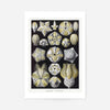 Silver & Gold Marine Animals Vintage Illustration Print