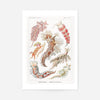 Marine Mollusks Antique Illustration Print