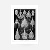 Microorganisms Black and White Illustration Print