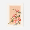 Striped Camellias Ogawa Kazumasa Flowers Print
