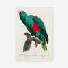 Eclectus Parrot Bird Print