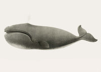 Vintage Pacific Whale Landscape Print