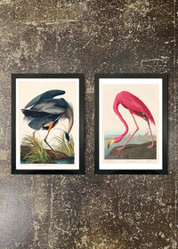 2 Prints & Frames - Blue Heron & Flamingo