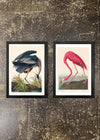 2 Prints & Frames - Blue Heron & Flamingo