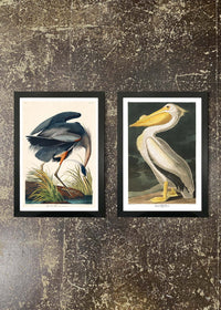 2 Prints & Frames - Blue Heron & Pelican