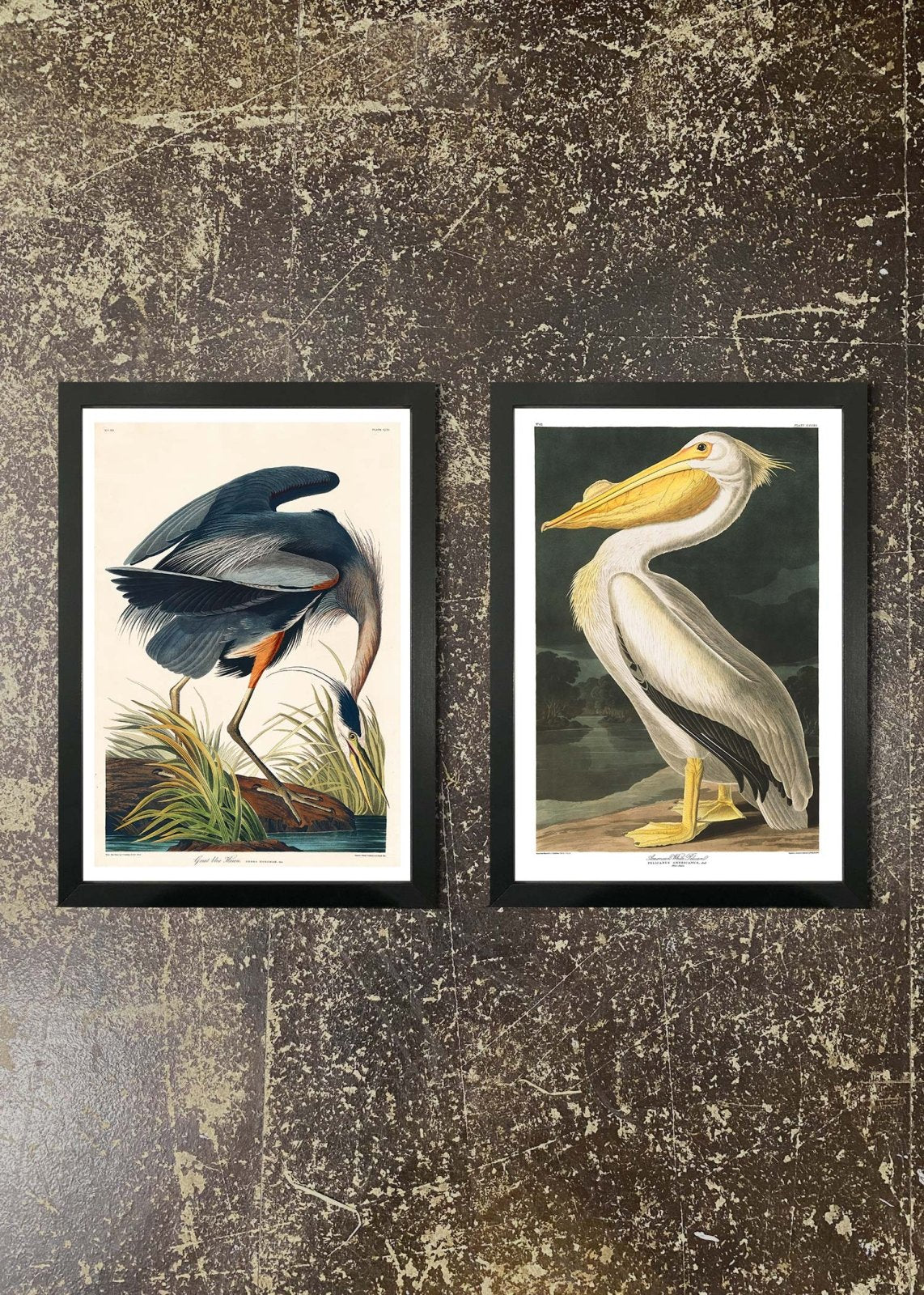 2 Prints & Frames - Blue Heron & Pelican