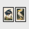 Set of 2 framed prints, Audubon-style vintage bird illustrations: a blue heron wading and feeding; and a white pelican — unframed
