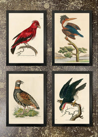 4 Prints & Frames - Kingfisher, Francolin, Falcon, Chatterer