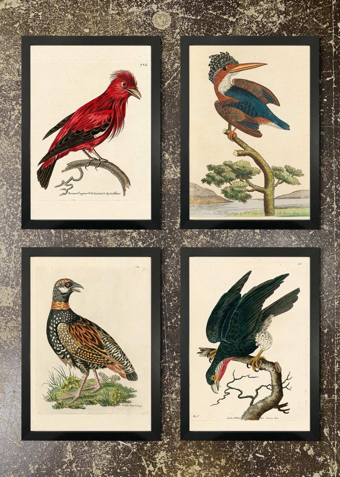 4 Prints & Frames - Kingfisher, Francolin, Falcon, Chatterer