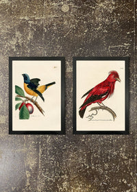 2 Prints & Frames - Chatterer & Manakin