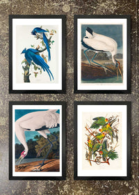 4 Prints & Frames - Columbia Jay, Carolina Parrot, Wood Stork, Whooping Crane