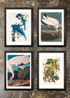 4 Prints & Frames - Columbia Jay, Carolina Parrot, Wood Stork, Whooping Crane