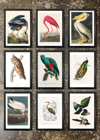 9 Prints & Frames - Vintage Birds 1