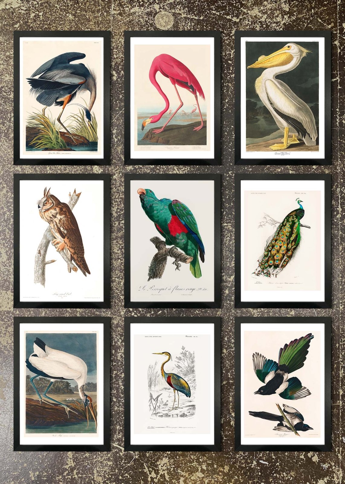 9 Prints & Frames - Vintage Birds 1
