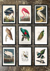 9 Prints & Frames - Vintage Birds 1