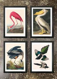 4 Prints & Frames - Flamingo, Pelican, Blue Heron, Magpies