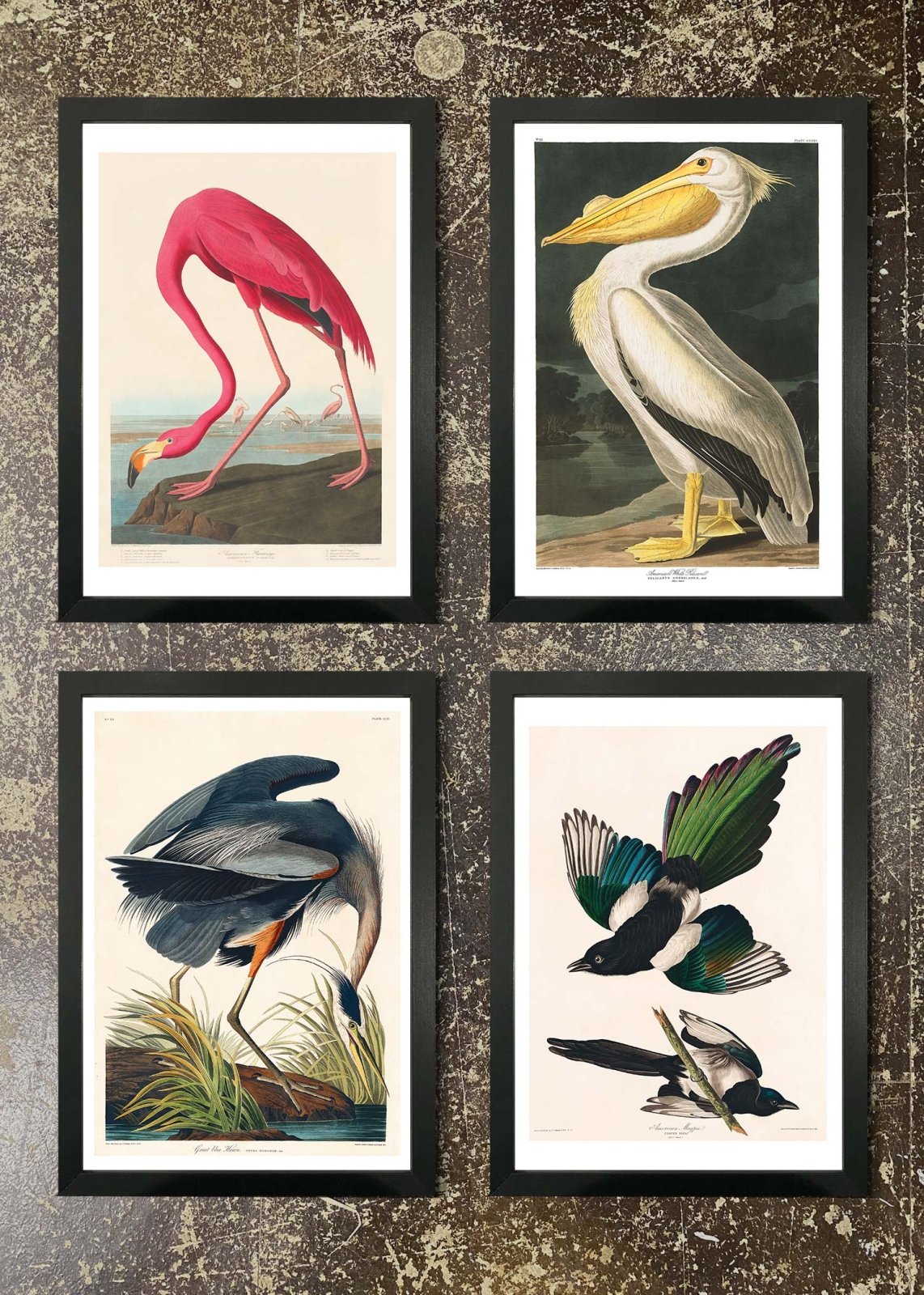 4 Prints & Frames - Flamingo, Pelican, Blue Heron, Magpies