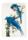 Columbia Jay Vintage Bird 40x50cm Matte Clearance Print