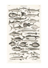 Fish Chart Vintage Antique 21x30cm Matte Clearance Print
