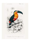 Toucan Vintage Bird 40x50cm Matte Clearance Print