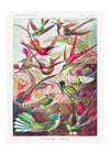 Tropical Birds Vintage Antique Print