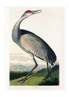 Whooping Crane Vintage Bird 21x30cm Matte Clearance Print