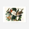 Black Billed Cuckoo Vintage Bird Print
