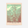 Narrow Leaved Kalmia Pastel Print