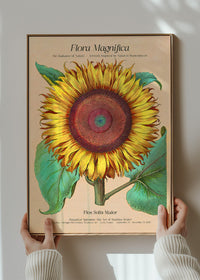 Flora Magnifica Sunflower Poster Print