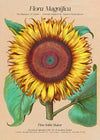 Flora Magnifica Sunflower Poster Print