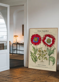 Flora Magnifica Poppy Poster Print