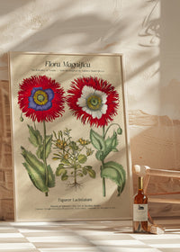 Flora Magnifica Poppy Poster Print