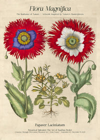 Flora Magnifica Poppy Poster Print
