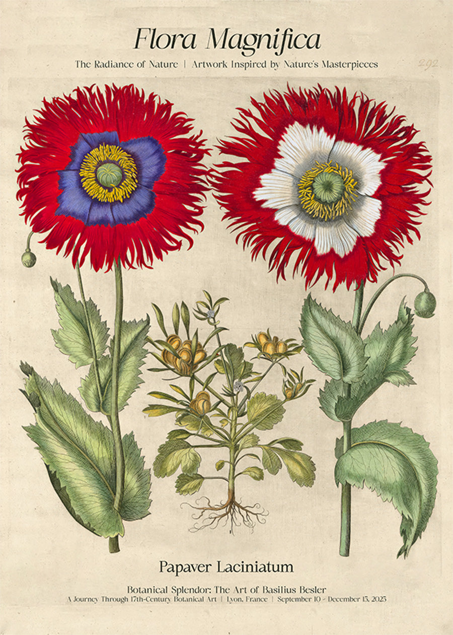 Flora Magnifica Poppy Poster Print