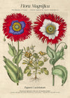 Flora Magnifica Poppy Poster Print