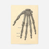 Vintage Medical Skeleton Hand Illustration Print