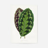 Calathea Veitchiana leaf botanical illustration print