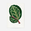 Green Mantara Illustris leaf botanical illustration print
