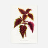 Pink Coleus leaf botanical illustration print