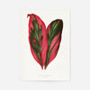 Pink Dracaena Terminalis leaf botanical illustration print