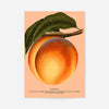 Large Vintage Elberta Peach Print