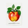 Wolf River Apple Lithograph Print