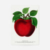 Mcintosh red apple Vintage Lithograph Print