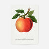 Gideon Apple Vintage Lithograph Print