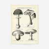 Vintage Black and White Mushrooms - Encyclopaedia Of Horticulture