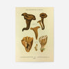 Les Champignons De France - Craterellus Cornucopioides