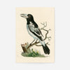 Vintage Pied Roller Bird Print